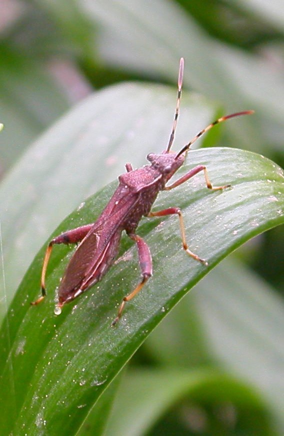 Alydidae: Camptopus lateralis